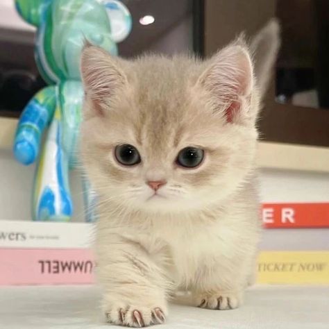 Teacup Cats, Cute Small Animals, Image Chat, Cute Little Kittens, Silly Cats Pictures, Cute Cats Photos, Baby Kittens, Cat Room