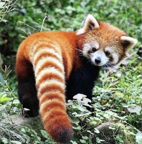 Red Panda Eating Bamboo, Panda Tail, Art Final, Animal Inspiration, Red Pandas, Happy Times, Animal References, Red Panda, Wild Things