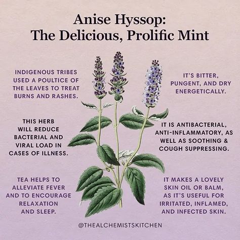 Anise Hyssop Tea, Anise Hyssop Plants, Hyssop Benefits, Agastache Foeniculum, Anise Hyssop, Medicinal Herbs Garden, Magickal Herbs, Witch Herbs, Medical Herbs