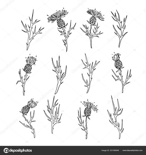 Thistle Tattoo Inspo Black Thistle Tattoo, Dainty Thistle Tattoo, Scotland Flower Tattoo, Scottish Thistle Tattoos, Thistle Tattoo Simple, Thistle Line Drawing, Thistle Drawing Simple, Tiny Thistle Tattoo, Small Thistle Tattoo