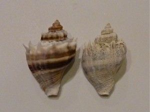 How To Restore Color To Your Seashells Tutorial usig Muriatic Solution.  One on left is restored n one on right isn't!  VIDEO n INSTRUCTIONS Cleaning Shells, Clean Seashells, Cleaning Sea Shells, Muriatic Acid, Calcium Deposits, Hydrochloric Acid, Seashell Projects, Beach Finds, Shell Color