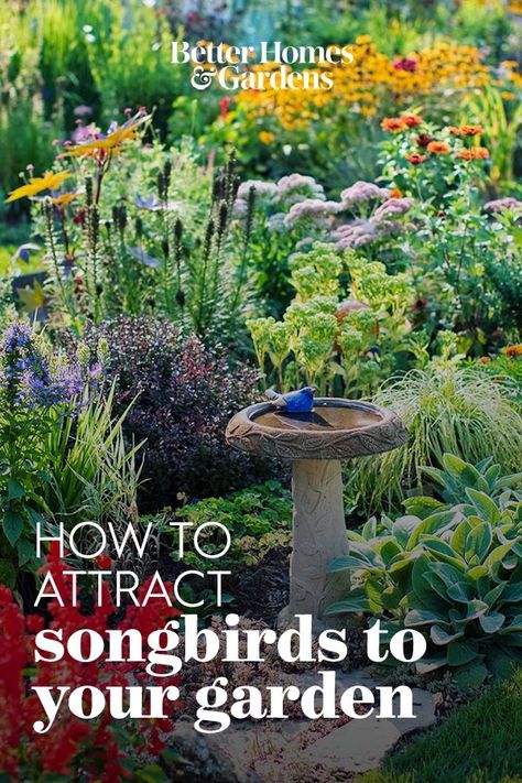 Birdscaping Gardens, Plants That Attract Birds, Bird Oasis Backyard, Backyard Bird Sanctuary Ideas, Bird Garden Ideas Landscapes, Bird Sanctuary Ideas Backyards Gardens, Wilding Garden, Bird Area In Backyard, Bird Sanctuary Ideas Backyards