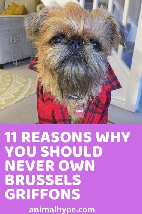 Brussels Griffon Dog, Brussel Griffon Dogs, Griffin Dog, Brussels Griffin, Affenpinscher Puppy, Brussels Griffon Puppies, Brussel Griffon, Teacup Dog Breeds, Brussels Griffons