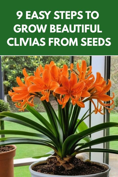 Discover the step-by-step process on how to grow clivias from seeds and create a beautiful indoor garden. Learn the tips and tricks for successful germination and nurturing of clivia seeds. Get expert advice on soil, lighting, watering, and care techniques to help your clivia plants thrive. Explore this rewarding journey of growing clivias from seeds and transform your space into a green oasis. Start your gardening adventure today with these comprehensive guidelines on cultivating clivias from s How To Grow Clivias From Seeds, Clivias In Pots, Clivia Plant, Pinterest Tutorial, Plants Care, Watering Plants, Green Oasis, Diy Backyard Landscaping, Potting Soil