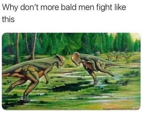 Abarai Renji, Ulquiorra Cifer, Dinosaur Funny, Bald Men, Prehistoric Animals, Morning Humor, Funny Animal Memes, Man Humor, Animal Memes