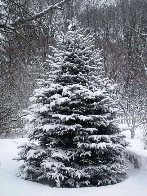 Winter Lifestyle, Christmas Tree With Snow, Winter Green, Winter Schnee, Snow Tree, Snowy Trees, Winter Images, Winter Nature, Antique Doors