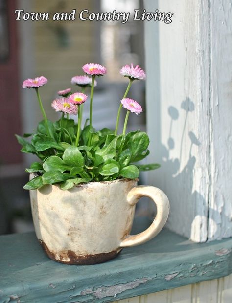 Teacup Gardens, Deco Nature, Garden Containers, Container Flowers, Deco Floral, Country Gardening, Container Plants, Window Sill, Garden Planters