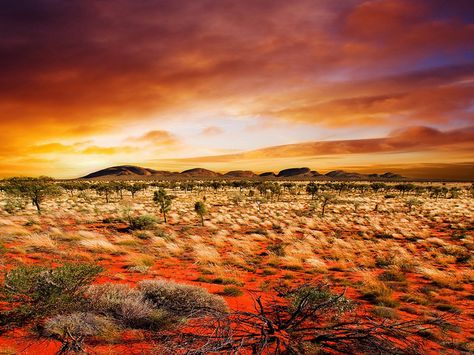 Love the beautiful colors in this desert sunset. Australian Desert, Event Posters, Kangaroo Island, Outback Australia, Speed Test, Africa Do Sul, Desert Sunset, Chichester, Red Sky