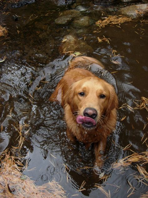 Dogs Aesthetic Golden Retriever, Two Golden Retrievers Aesthetic, Golden Retriever Fall Aesthetic, Golden Retriever At The Beach, A Golden Retriever, Pets 3, Golden Retriever Meme, Dogs Golden Retriever, Retriever Dog