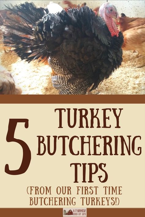 5 Turkey Butchering Tips (from our first time butchering turkeys) - A Farmish Kind of Life How To Butcher A Turkey, Turkey Hunting Tips, Turkey Tractor, Turkey Coop, Hunting Turkey, Turkey Hunt, Raising Turkeys, Turkey Farm, Raising Farm Animals