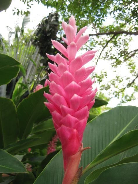 Jamaican Flowers Jamaica Flowers, Jamaican Flowers, Jamaica Flower, Jamaican History, Caribbean Flowers, Ginger Flowers, Compound Design, Ginger Plant, Ginger Flower