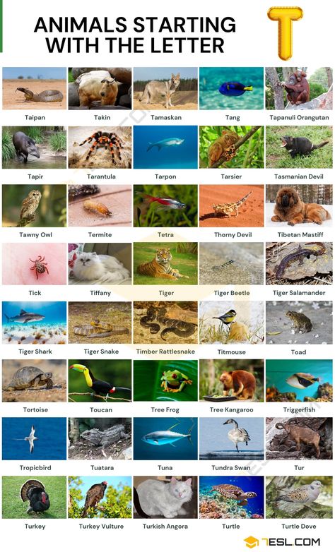 Animals That Start With A, Animal Name In English, Wild Animals Name List, Animals And What They Symbolize, Animals Starting With Letter A, Names Of Animals In English, Tiger Salamander, Animals Name In English, Animal Infographic