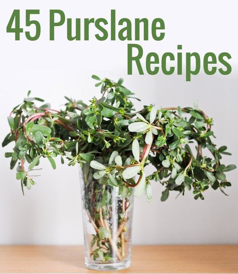 Purslane Recipes: 45 Things To Do With Fresh Purslane | Chocolate & Zucchini Purslane Recipes, Purslane Recipe, Medicinal Wild Plants, Medicinal Weeds, Wild Food Foraging, Foraging Recipes, Edible Wild Plants, Foraged Food, Most Nutritious Foods