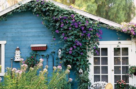 42 Most Beautiful Vines Ideas To Refreshing Your Outdoors | Home Design And Interior Morning Glory Plant, Small Fish Pond, Morning Glory Vine, Tv Wall Decor Ideas, Morning Glory Flowers, Garden Vines, Tv Wall Decor, Pond Design, Fish Pond