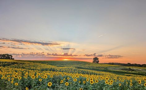 Landscape Wallpaper Desktop Hd, Farm Wallpaper, Sunflower Fields, Landscape Wallpaper, Phone Wallpapers, Desktop Wallpaper, Aesthetic Wallpapers, Phone Wallpaper, Wallpapers