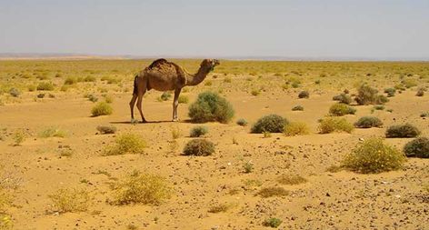 The Sahara Desert: Wildlife, Plants, People and Cultures, Interesting Facts - DesertUSA Addax Antelope, Desert Wildlife, Desert Animals, African Wild Dog, The Sahara Desert, Tree Images, Sahara Desert, Desert Plants, Wild Dogs