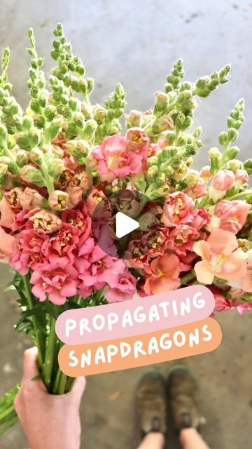 Snapdragon Seeds, Rooting Powder, Plant Propagation, Cut Flower Garden, Diy Greenhouse, Garden Recipes, Patio Landscaping, Propagating Plants, Garden Care