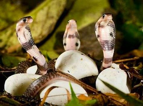 Baby king cobras Baby Cobra, Indian Cobra, Poisonous Snakes, Sea Snake, Super Snake, Coral Snake, Snake Lovers, Cobra Snake, Snake Charmer