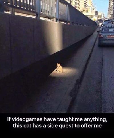 If video games have taught me anything, this cat has a side quest to offer me. Video Game Logic, Side Quest, The Meta Picture, Xavier Rudd, Video Game Memes, Friday Humor, Bioshock, Pac Man, Silly Pictures