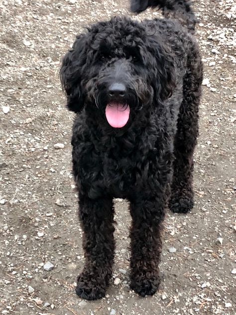 Black Golden Doodle Haircut Styles, Golden Doodle Black, Black Golden Doodle, Black Doodle Dog, Labradoodle Black, Black Goldendoodle, Goldendoodle Black, Goldendoodle Haircuts, Goldendoodle Grooming