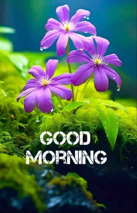 Best Good Morning Images Flowers, Beautiful Good Morning Images Flower, Positive Good Morning Quotes Inspiration Beautiful, Happy Morning Images, Backlight Photography, Good Day Images, Good Morning Monday Images, Good Morning Posters, Happy Good Morning Images