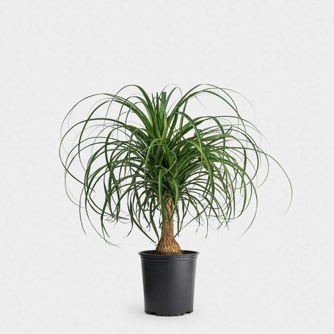 Greenery Unlimited | How to Care for a Ponytail Palm Plant Ponytail Palm Care, Palm Plant Care, Ponytail Palm Tree, Ponytail Palm, Self Watering Containers, Chinese Money Plant, Floor Plants, Palm Plant, Organic Soil