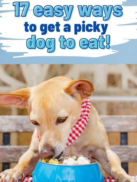 17 Easy Ways To Get A Picky Dog To Eat | Om Shanti Pups Dog Food For Picky Eaters, Picky Dog Eater, All Natural Dog Food, Senior Dog Food Recipes, Hypoallergenic Dog Food, Natural Dog Food, Dog Puzzles, Up Dog, Healthy Dog Food Recipes