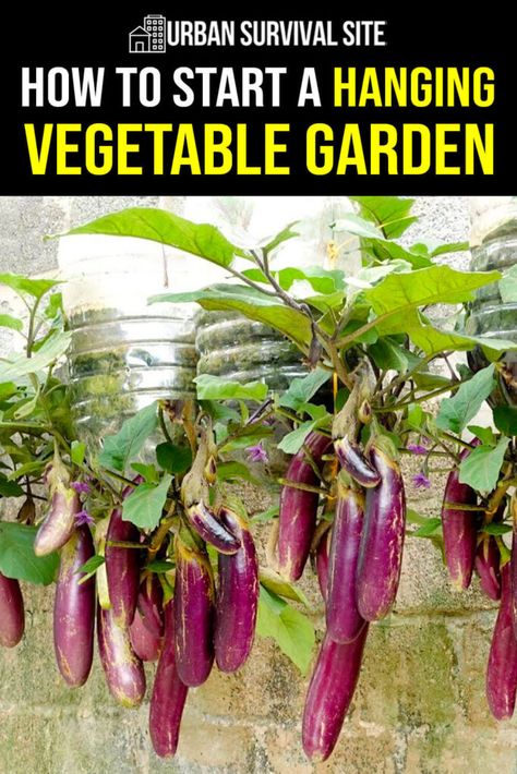 Learn how to start a year-round hanging vegetable garden with our step-by-step guide. Grow your own fresh produce even with limited space. Hanging Vegetable Garden, Emergency Preparedness Kit, Survival Gardening, Survival Life Hacks, Urban Survival, Traditional Garden, Garden Edging, Hanging Garden, Planting Vegetables