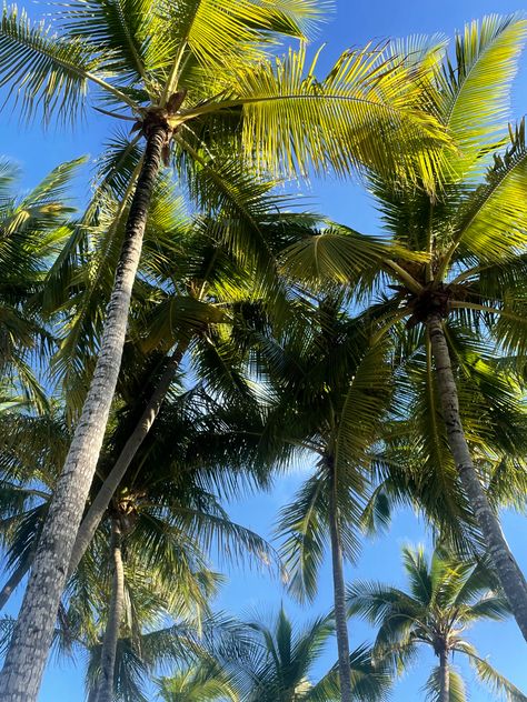 palm trees Nassau Aesthetic, Nassau Bahamas Aesthetic, Bahamas Aesthetic, Palm Trees Aesthetic, Trees Aesthetic, Pinterest Summer, Clear Ocean, Nassau Bahamas, Letter X