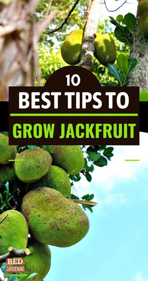 10 Best Tips To Grow Jackfruit From Seeds? | Bed Gardening. Growing the jackfruit through seeds is a very common and helpful method for the production of this exotic fruit. Every fruit almost has 500 seeds. When you grow jackfruit by seeds they take time in producing fruits but propagate easily. Jackfruit Seeds, Jackfruit Tree, Fruit Bearing Trees, Jackfruit Recipes, Hobbies To Take Up, Organic Compost, Great Hobbies, Peat Moss, Top Soil