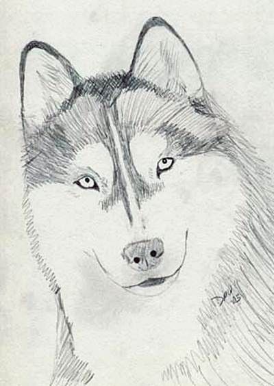 Simple Dog Drawings, Dog Sketch Easy, Drawings In Pencil, Dog Pencil Drawing, Husky Drawing, Dogs Drawing, Dog Drawing Simple, Back Images, Wolf Sketch