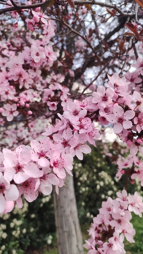 April Asethic, Winter To Spring, Spring Pictures, Easter Inspiration, Spring Photos, Pink Trees, Easter Art, Spring Aesthetic, Spring Inspiration