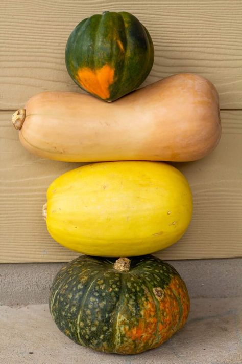 Different Kinds Of Squash, Types Of Squash, Squash Types, Winter Squash Varieties, Buttercup Squash, Squash Varieties, Austin Food, Local Grocery Store, Butternut Squash Recipes