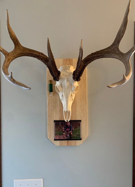 How To Hang European Mount Deer Skulls, European Buck Mount Ideas, Diy European Deer Mount, European Skull Mount Ideas, Deer Skull Mount Ideas, Buck Mounts, European Deer Mount Ideas, Deer Skull Wall Mount, Skull Mount Ideas