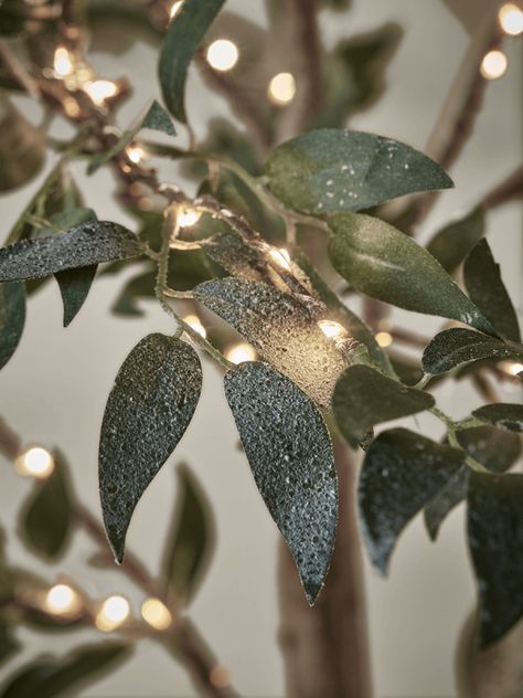 Olive Tree Fairy Lights, Christmas Olive Tree, Olive Christmas Tree, Bay Leaf Tree, Sage Green Leaves, Drinks Reception, Lobster Art, Soft Sage Green, Tree Inspiration