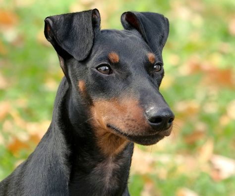 Manchester Terrier Standard, Manchester Terrier Puppy, Toy Manchester Terrier, Dog Types, Puppy Formula, Therapy Humor, Dog Breeds Pictures, Victorian England, Manchester Terrier