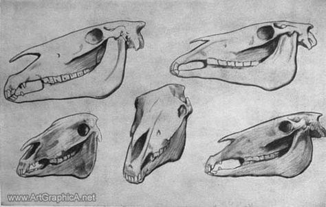 How to Draw a Horse, Art and Anatomy Animals Skeleton, Horse Face Drawing, Horse Bones, Equine Science, Mari Lwyd, Draw A Horse, Horse Skull, Skull Anatomy, Skull Reference