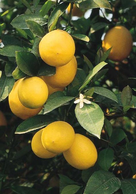 Close Up :: Credit :: Monrovia Lemon Tree Aesthetic, Lemons Aesthetic, Lemon Aesthetic, Lemon Plant, Meyer Lemon Tree, Tattoo Plant, Lemon Fruit, Plant Catalogs, Fruit Wallpaper