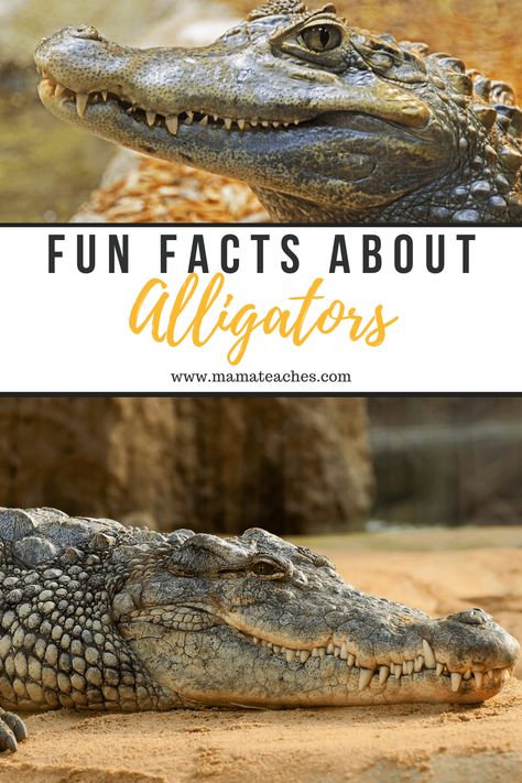 Alligator Preschool Activities, Alligator Crafts For Kids, Alligator Activities, Alligator Crafts, Summer Science, Kids Notes, American Alligator, In The Zoo, Big Animals