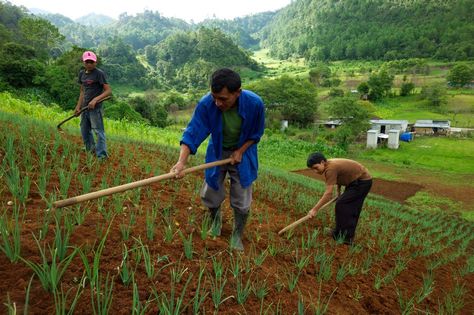 Farmers work in the Quiche Region of Guatemala. The 'Sustainable Rural Development Project' was co-financed by OFID, the Government of Guatemala and @IFAD . Rural Development Projects, Rural Development, Developing Country, The Government, Guatemala, Agriculture, Farmer, Government, Spiderman