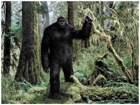 sasquatch large photos | Do you believe there is a Sasquatch, or Bigfoot creature in the U.S.? Bigfoot Pictures, Yeti Bigfoot, Pie Grande, Bigfoot Art, Finding Bigfoot, Bigfoot Sightings, Mysteries Of The World, Nfl Memes, Bigfoot Sasquatch