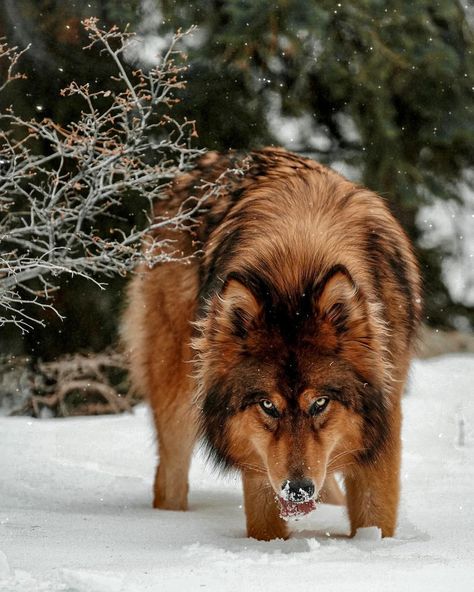 Wolfdog Hybrid, Malamute Husky, Wolf Husky, Unique Dog Breeds, Wolf Hybrid, Cutee Animals, Dog Photograph, Beautiful Wolves, Pretty Dogs