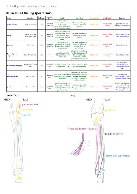 Lower Limb Anatomy Notes, Lower Leg Anatomy, Lower Limb Muscles, Physical Therapy School, Sports Massage Therapy, Physical Therapy Assistant, Forearm Muscles, Medicine Notes, Medical Student Study