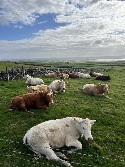 #ireland #cows #cute #travel #photography Ireland Countryside Aesthetic, Ireland Farm, Ireland In Spring, Ireland Spring, Irish Aesthetic, Cows Cute, Farm Renovation, Irish Farm, Irish Farmhouse