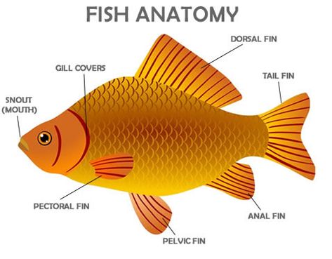 fish anatomy Parts Of A Fish, British And American Words, Human Body Vocabulary, Fish Anatomy, Children's Day Poster, Crab Crafts, Tell Us About Yourself, American Words, Fun Holidays