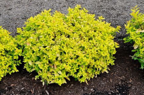 Spirea Goldmound, Outdoor Landscaping Ideas Backyard, Backyard Wooded Landscaping, Goldmound Spirea, Outdoor Landscaping Ideas Front Yard, Golden Elf, Spirea Shrub, Landscape Renovation, Backyard Landscaping Plans