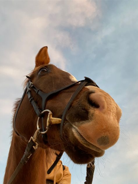 Horse Profile Pictures, Photo Horse, Horse Profile, Rodeo Life, Film Photo, Profile Pictures, Country Life, Chestnut, Rodeo