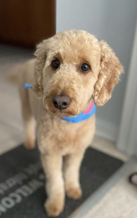 Doodle Haircut Styles, Labradoodle Haircut Style, Labradoodle Haircut, Labradoodle Grooming, Goldendoodle Haircuts, Classic Teddy Bear, Dog Grooming Styles, Puppy Find, Rare Dog Breeds