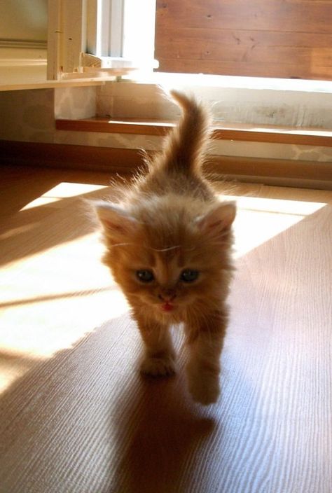 Cute Meow, Because The Internet, Ginger Kitten, Cat Photos, Orange Cats, Kittens And Puppies, Baby Kittens, Cheer You Up