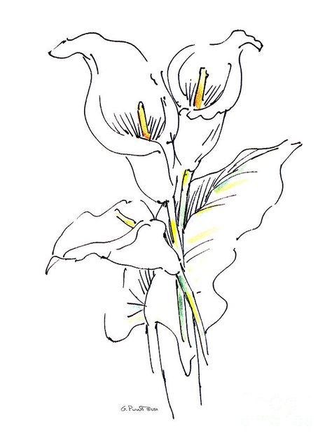 calla lily Floral Reference, Lily Drawing, Lilies Drawing, Rose Drawing Tattoo, Tattoo Watercolor, Flower Line Drawings, Flower Paintings, Calla Lilies, Watercolor Flowers Paintings